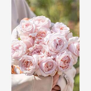 新品 环佩 月季花苗 灌木大花浓香 浅粉色直立勤花庭院阳台盆栽