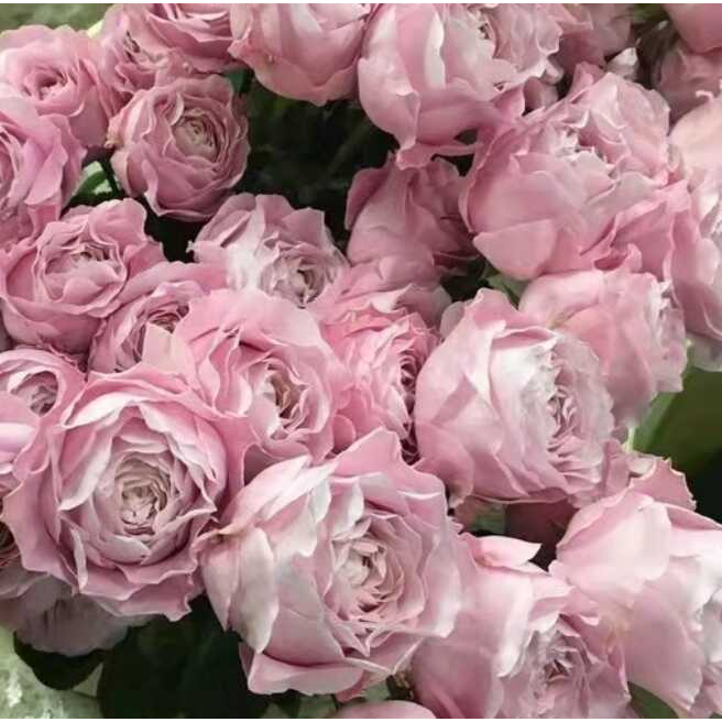 新品 四花 月季花苗 荷兰重瓣直立大花灌木勤花玫瑰庭院阳台盆栽,鲜花速递/花卉仿真/绿植园艺,月季/蔷薇/玫瑰,淘宝优惠券,粉丝福利购,淘宝优惠卷