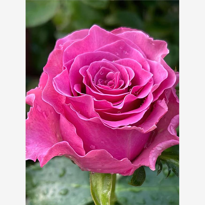 困难月季切花品种灌木