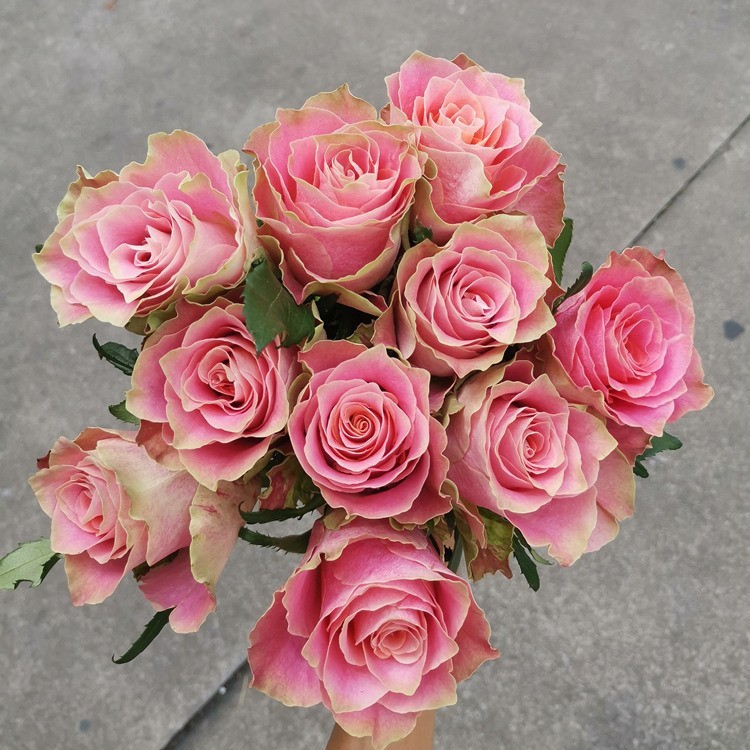 新品 日本故事 月季花苗 大花灌木多头勤花玫瑰 阳台庭院盆栽花卉