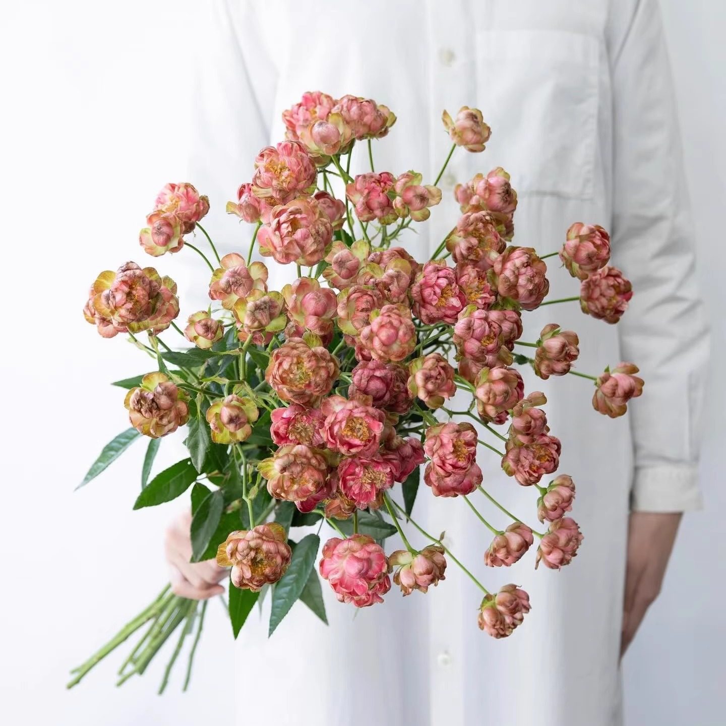 微月 小红萝卜/红闪电 微型勤花栽植多年生花卉盆栽月季花苗
