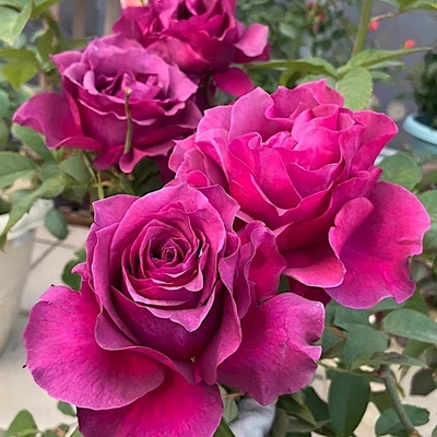 玛米蓝肯尼亚大花浓香耐热耐晒月季花苗波浪型花瓣深紫色阳台庭院