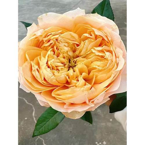 甜蜜哈珀月季 Schreurs 灌木大花 桃粉色 直立 切花玫瑰 单花期长