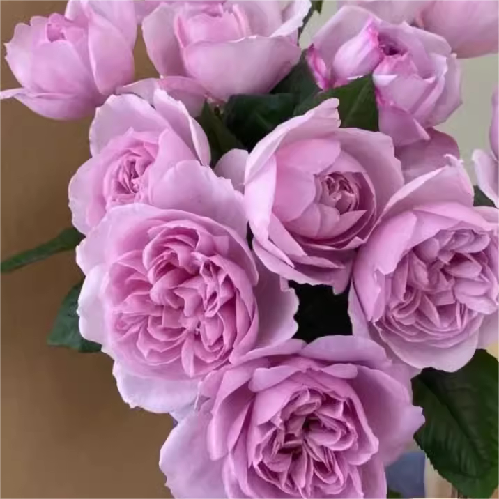 新品 卡伦 月季花苗日月重瓣大花灌木浓香香芋紫色庭院阳台盆栽