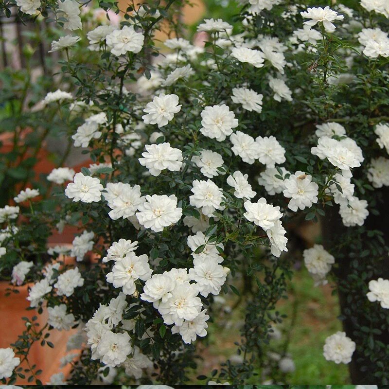 藤本 雪光 月季花苗 蔷薇微型藤本攀援灌木多花 庭院阳台盆栽地栽