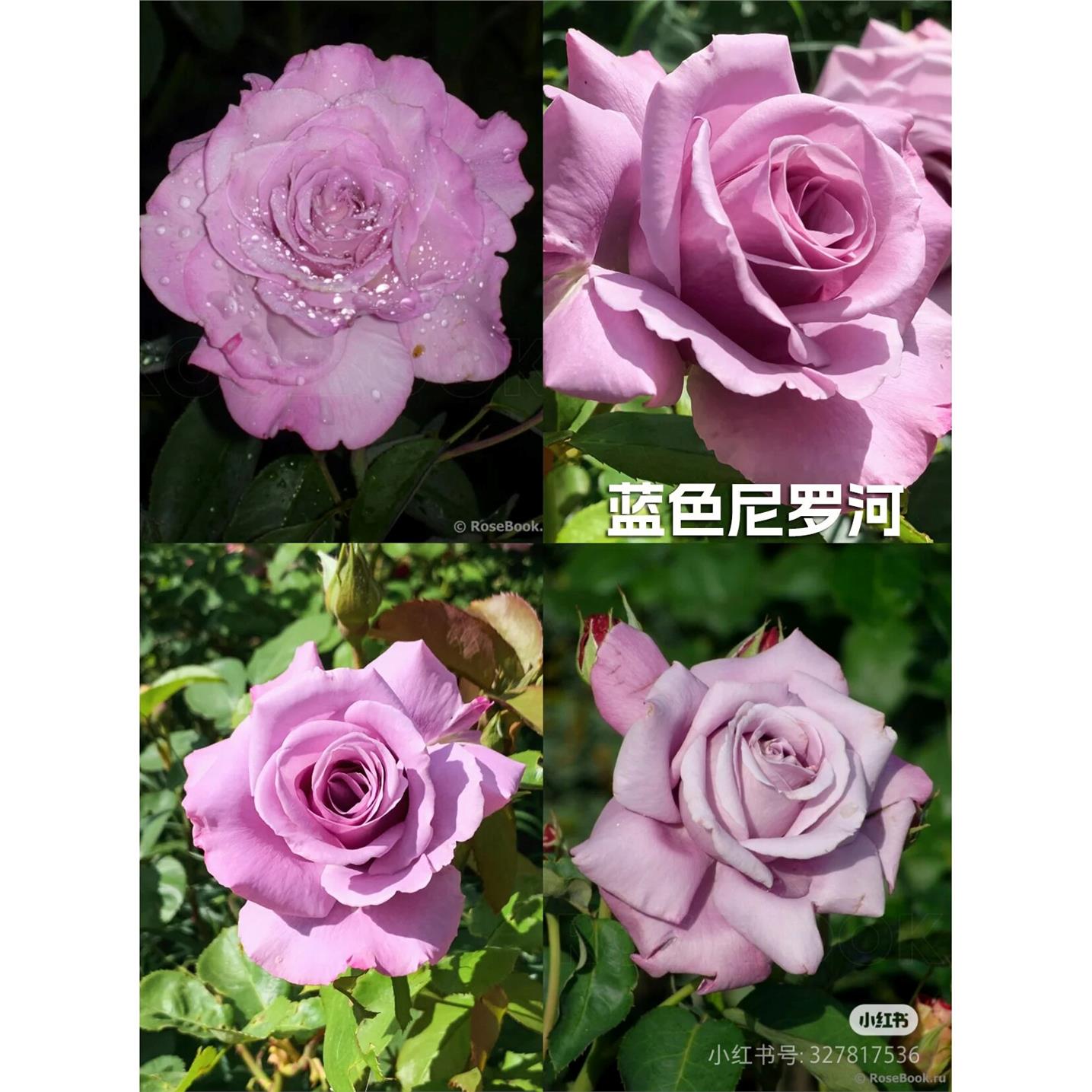 新品 蓝色尼罗河 月季花苗 重瓣大花灌木切花月季 阳台庭院盆栽