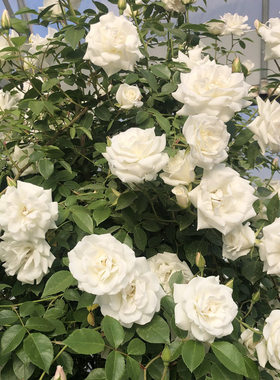 藤冰山 月季花苗 藤本勤花多头 阳台庭院盆栽花卉爬藤蔷薇