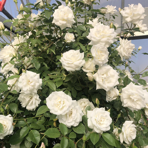 藤冰山 月季花苗 藤本勤花多头 阳台庭院盆栽花卉爬藤蔷薇