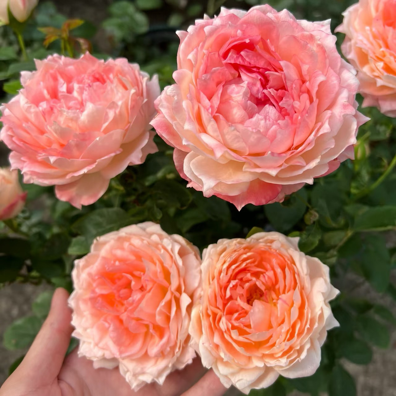 新品 斑马耐心 月季花苗 大花灌木包子型多头月季 庭院阳台盆栽