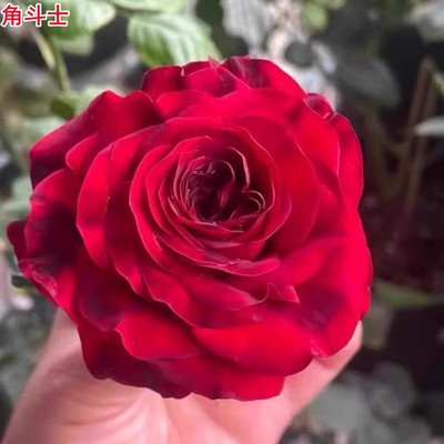 角斗士 超新品月季肯尼亚红色切花玫瑰大花高杯直立阳台庭院盆栽