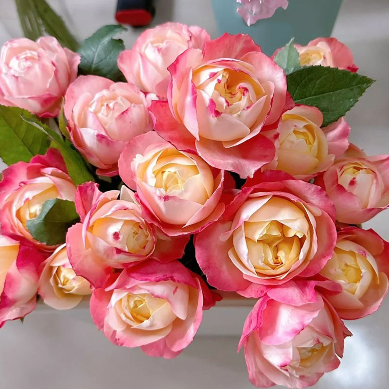 新品 苹果运气 月季花苗大花灌木多头勤花月季庭院阳台盆栽花卉