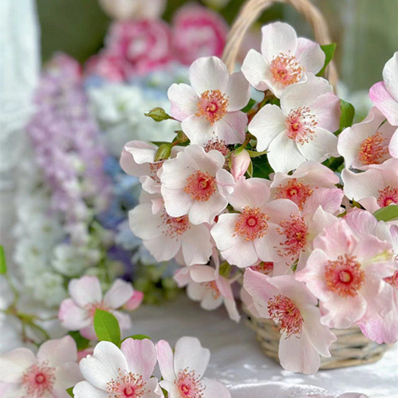 新品 漂亮的甜 月季花苗 单瓣多头勤花玫瑰 阳台庭院盆栽,鲜花速递/花卉仿真/绿植园艺,月季/蔷薇/玫瑰,淘宝优惠券,粉丝福利购,淘宝优惠卷