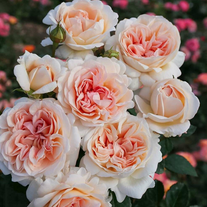 大公夫人 月季花苗 科德斯杏粉色 浓香大花灌木勤花月季玫瑰盆栽