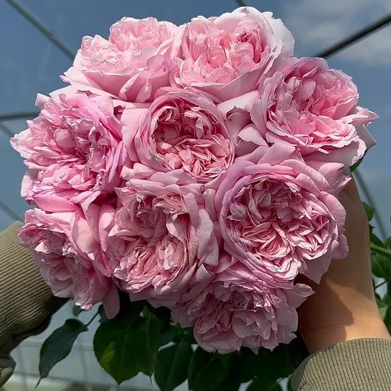 新品 毛里提亚/远古大陆 月季花苗 大花浓香勤花灌木阳台庭院盆栽