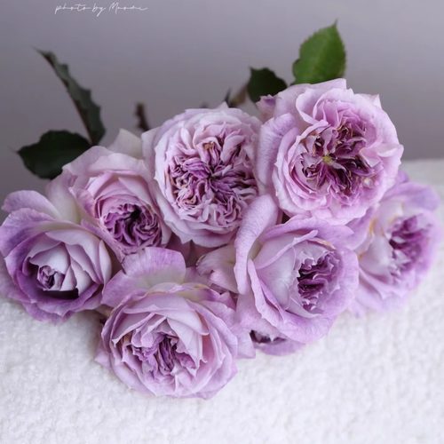 新品 瑟西 月季花苗 木村卓功 重瓣大花灌木多头切花庭院阳台盆栽