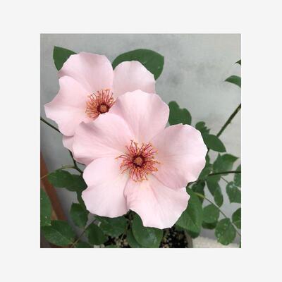 新品 单提贝斯/俏丽贝丝 月季花苗 灌木多头勤花单瓣庭院阳台盆栽