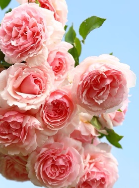 亚伯拉罕/达比 月季花苗奥斯汀大花勤花多头可藤可灌阳台盆栽花卉