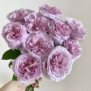 重启/重生/帕里蒂尔 日本紫色月季花苗浓香切花灌木 阳台庭院盆栽