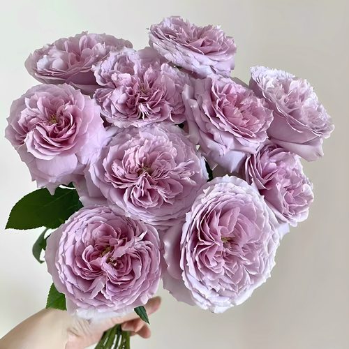 重启/重生/帕里蒂尔 日本紫色月季花苗浓香切花灌木 阳台庭院盆栽