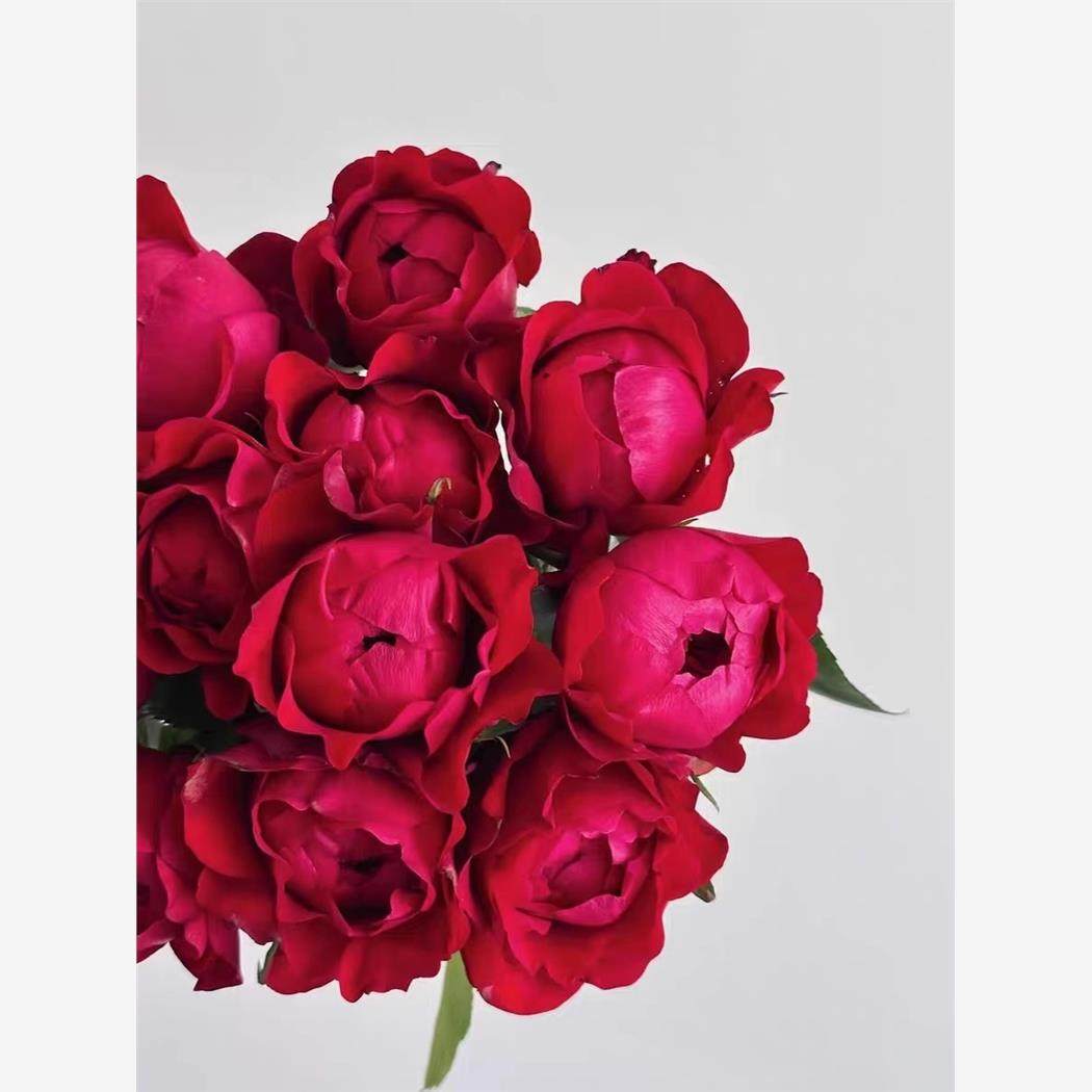 新品 芍药红 月季花苗勤花大花深红色自带珠光玫瑰月季灌木盘栽,鲜花速递/花卉仿真/绿植园艺,月季/蔷薇/玫瑰,淘宝优惠券,粉丝福利购,淘宝优惠卷