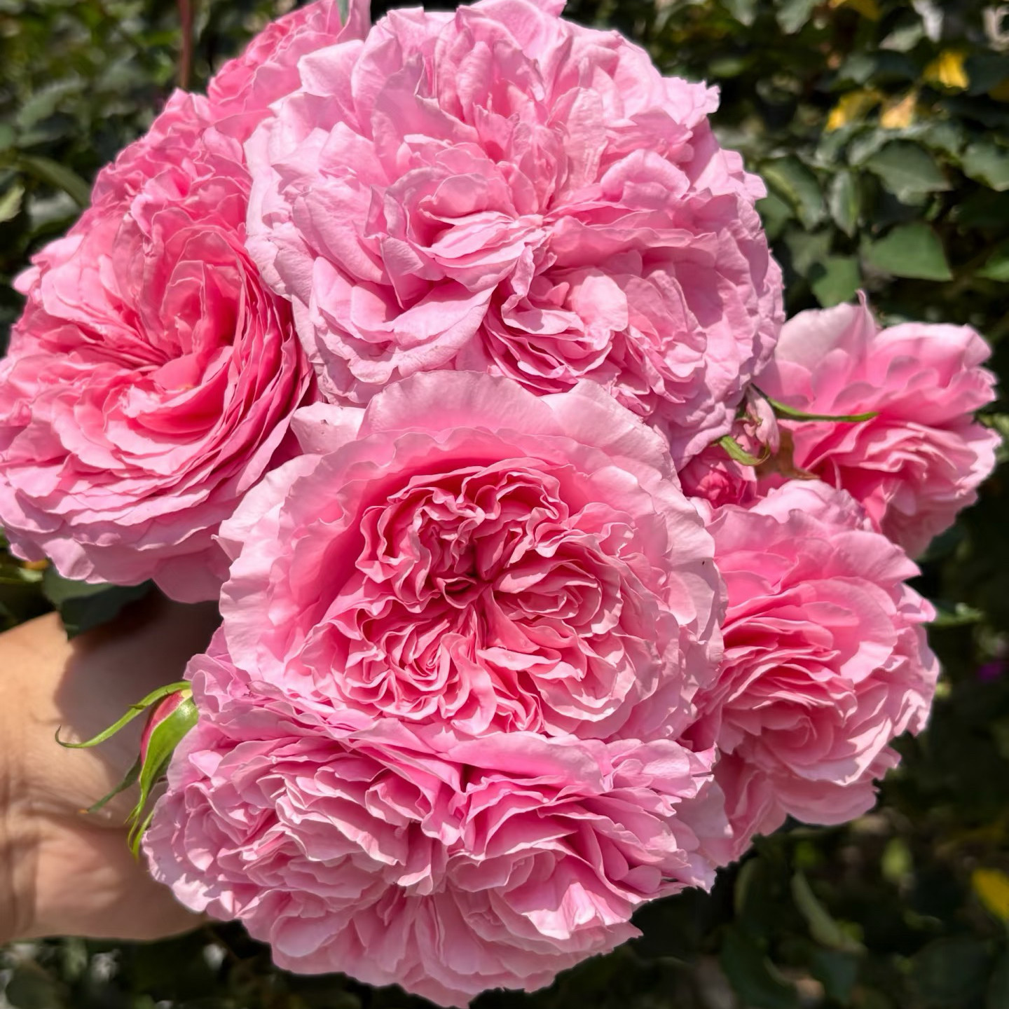 新品 华琚 月季花苗 重瓣大花中香灌木切花月季 庭院阳台盆栽