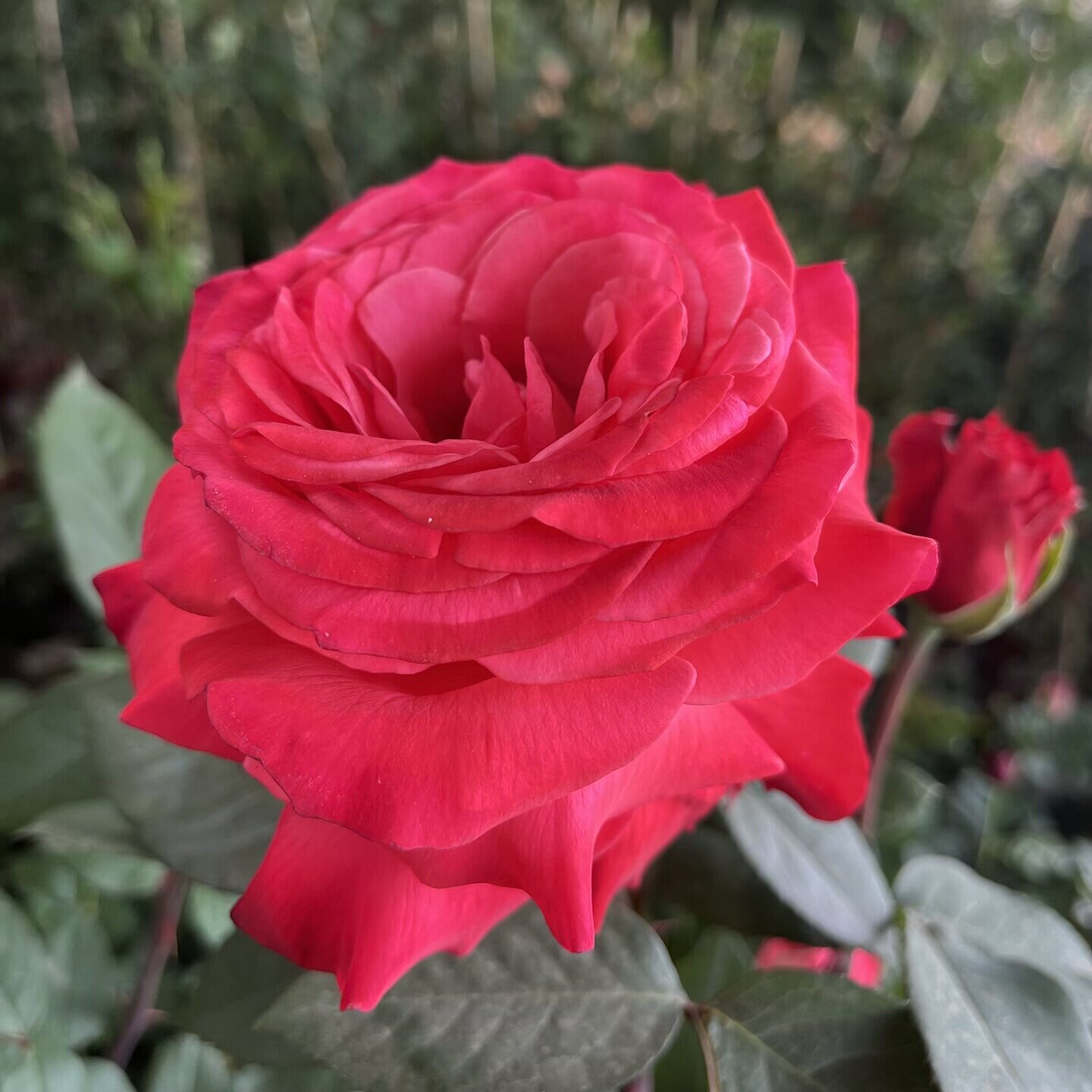 新品 里程碑 月季花苗 中香大花灌木直立切花月季盆栽庭院阳台