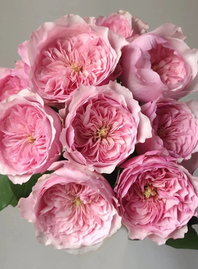 凯丽 月季花苗 奥斯汀欧月切花凯利大花灌木勤花浓香玫瑰阳台盆栽