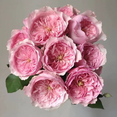 凯丽 月季花苗 奥斯汀欧月切花凯利大花灌木勤花浓香玫瑰阳台盆栽