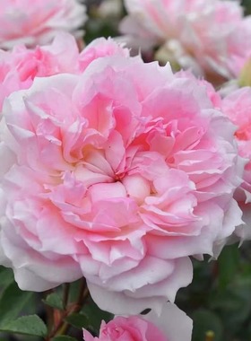 镂空/镂刻/光之窗月季花苗 灌木月季紫色蔷薇玫瑰浓香大花卉盆栽