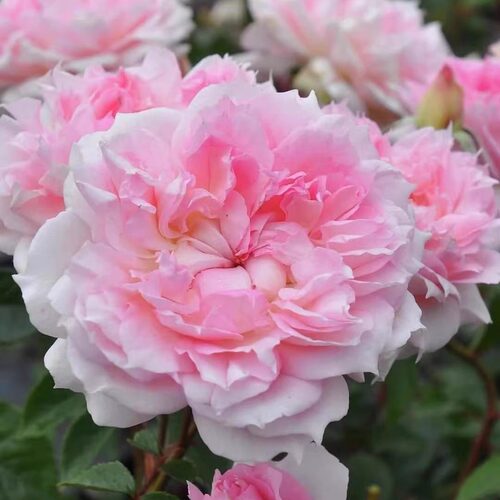 新品 镂空/镂刻/光之窗 月季花苗 灌木重瓣月季浓香大花卉盆栽