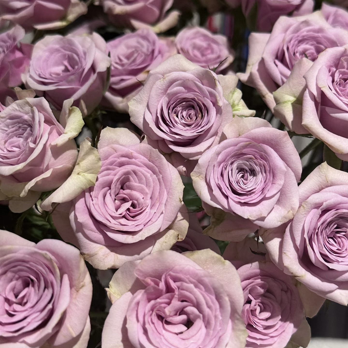 新品 莱拉泡泡 月季花苗 多头切花直立 灌木紫色庭院阳台盆栽