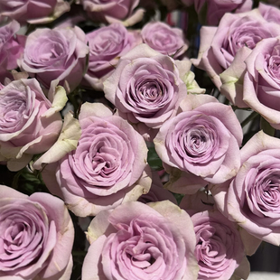 新品 莱拉泡泡 月季花苗 多头切花直立 灌木紫色庭院阳台盆栽