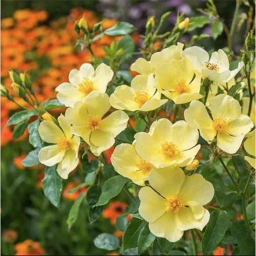 新品 姗姗而来 月季花苗 奥斯汀灌木月季花苗 盆栽庭院阳台花卉