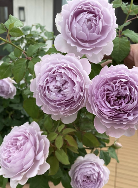 新品 隐隐青 月季花苗大花多头勤花灌木浓香月季阳台庭院盆栽植物