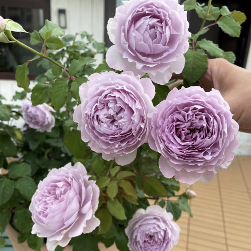 新品 隐隐青 月季花苗大花多头勤花灌木浓香月季阳台庭院盆栽植物