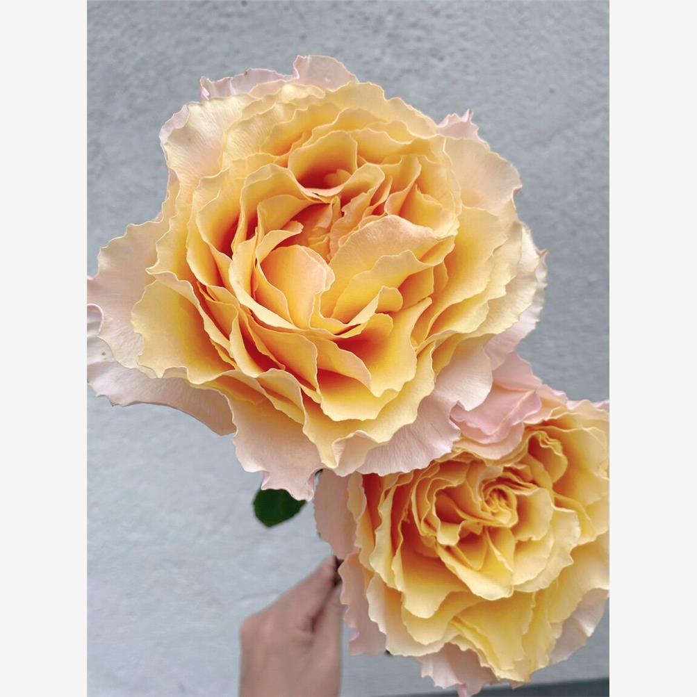 新品 蜜桃风铃 月季花苗 厄瓜多尔重瓣灌木大花月季 庭院阳台盆栽
