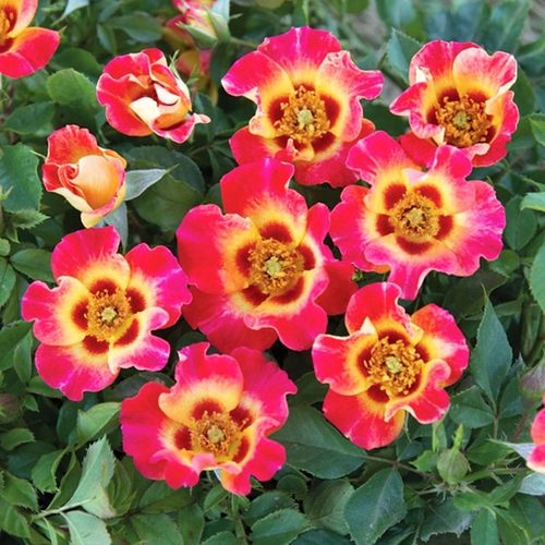 阳光巴比伦眼睛 月季花苗单瓣复色多头灌木勤花月季 庭院阳台盆栽