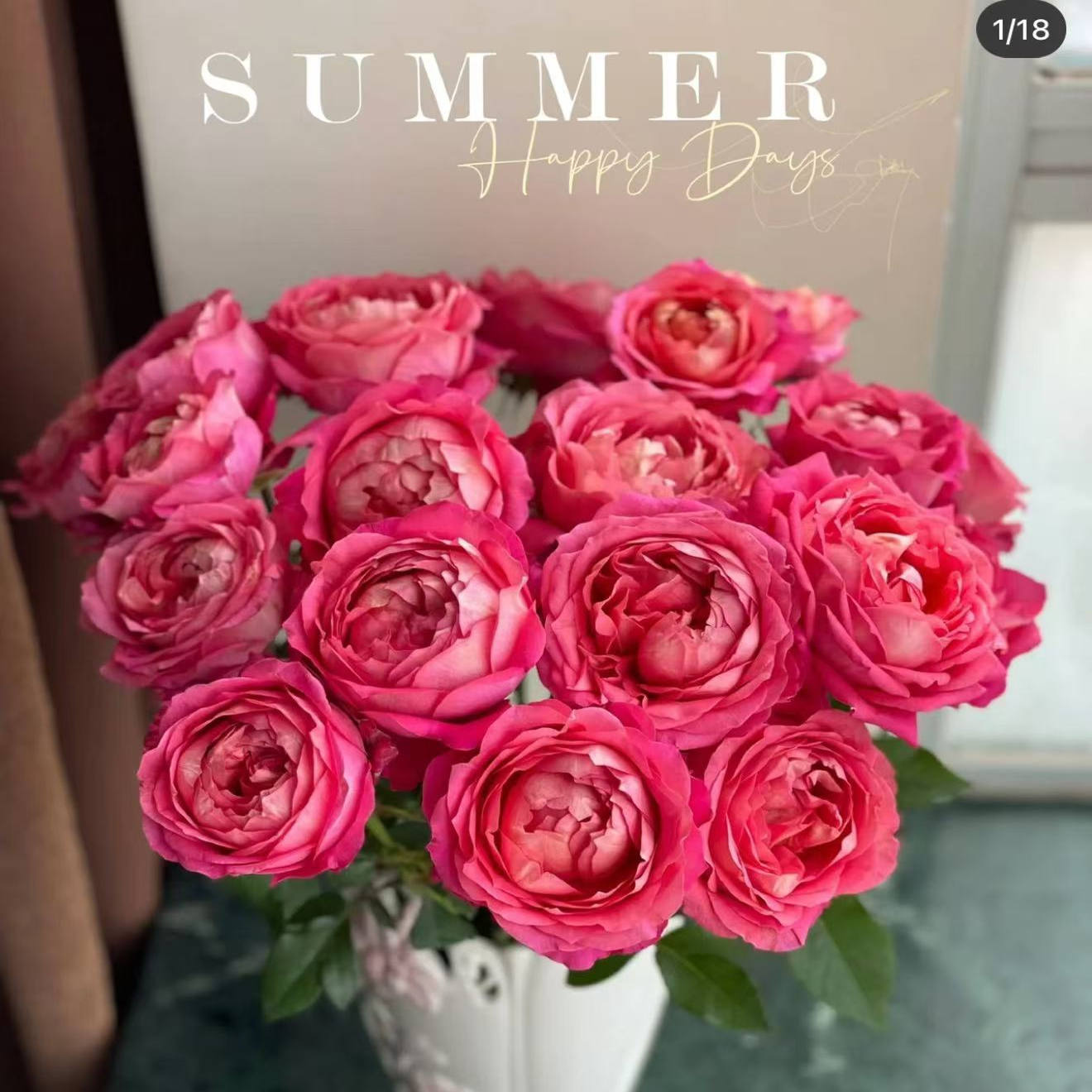 新品 月光美人 月季花苗 重瓣大花灌木多头切花玫瑰庭院阳台盆栽