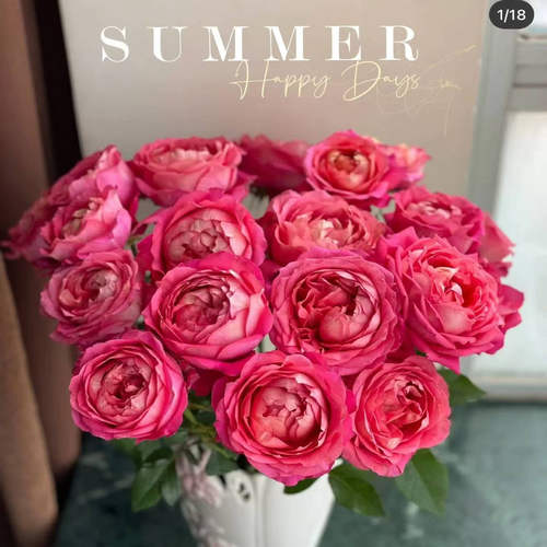 新品 月光美人 月季花苗 重瓣大花灌木多头切花玫瑰庭院阳台盆栽