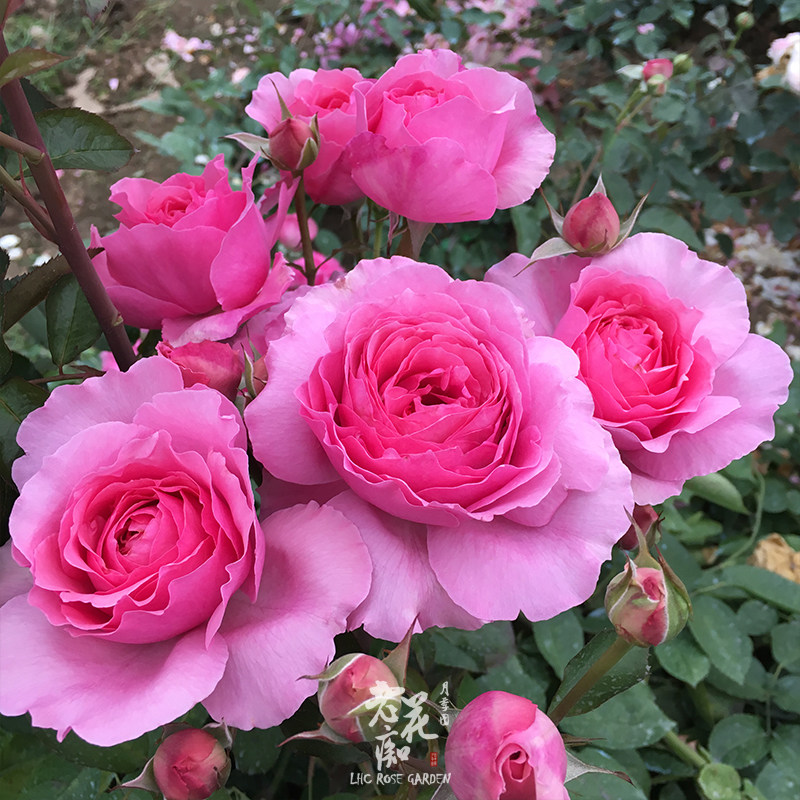 伊芙 旋转香水 今井清月季花苗大花灌木浓香玫瑰阳台庭院盆栽
