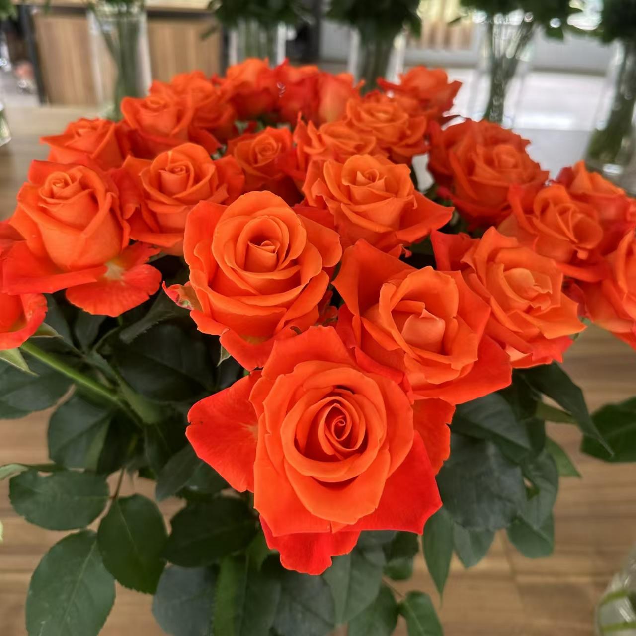 金色交响月季花苗螺旋花