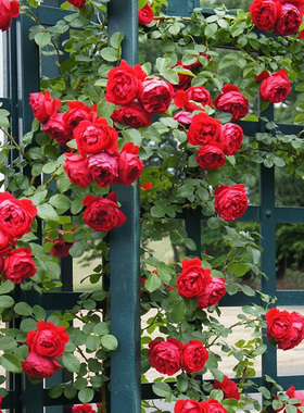 藤本 红色龙沙宝石 月季花苗  红龙爬藤月季勤花多头蔷薇阳台庭院