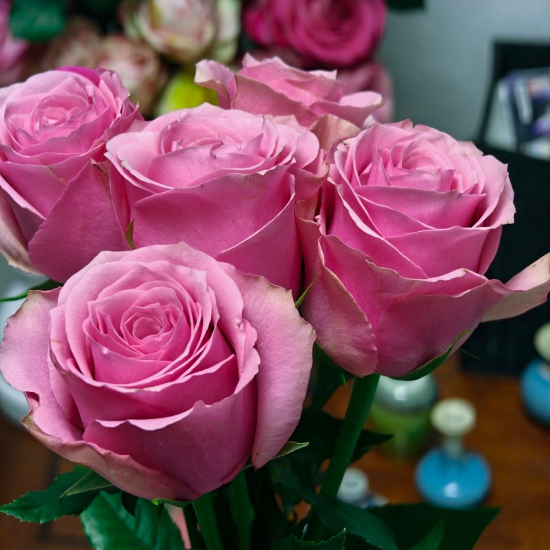 新品 甜蜜梦境/英伦公主 月季花苗粉色纽扣心切花月季阳台盆栽,鲜花速递/花卉仿真/绿植园艺,月季/蔷薇/玫瑰,淘宝优惠券,粉丝福利购,淘宝优惠卷
