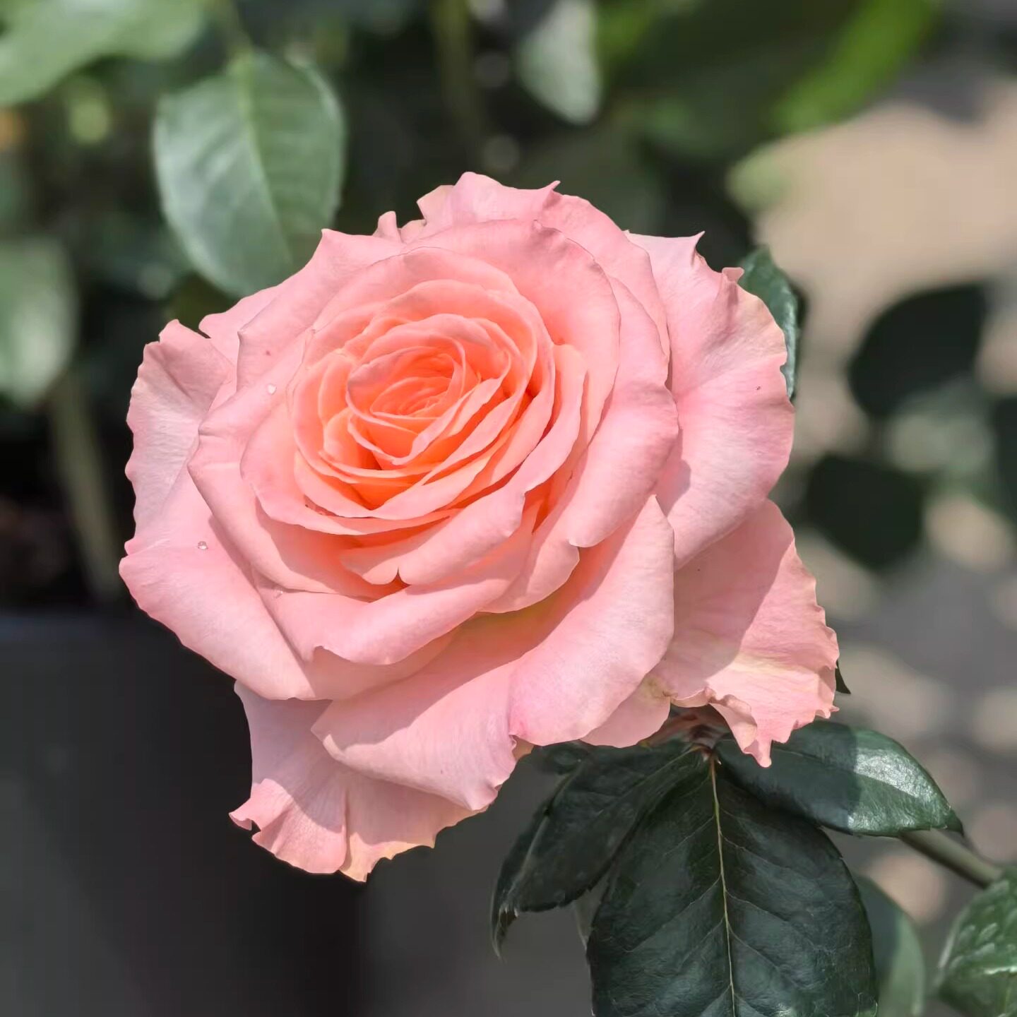 新品 超能力/迷信 月季花苗 大花重瓣灌木直立切花 庭院阳台盆栽