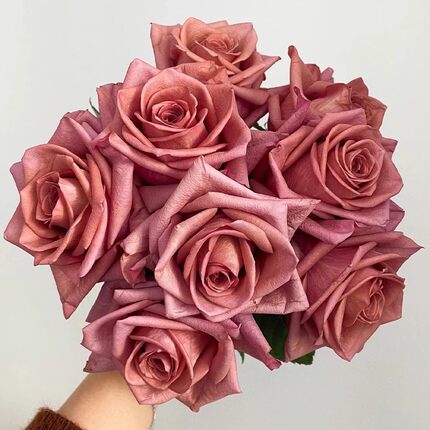 咖啡师/调香师 月季花苗 切花灌木大花直立玫瑰庭院阳台盆栽花卉