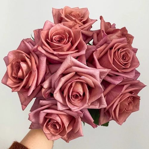 咖啡师/调香师 月季花苗 切花灌木大花直立玫瑰庭院阳台盆栽花卉