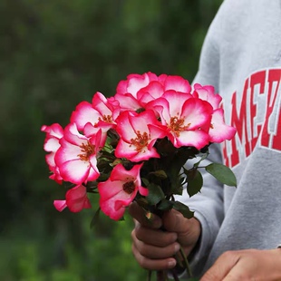 漂亮的吻 法国单瓣月季花苗 勤花长势易养快阳台庭院花卉盆栽