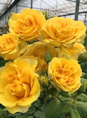 阳光海滩月季花苗微月大花多头丰花亮黄色花阳台盆栽植物花卉