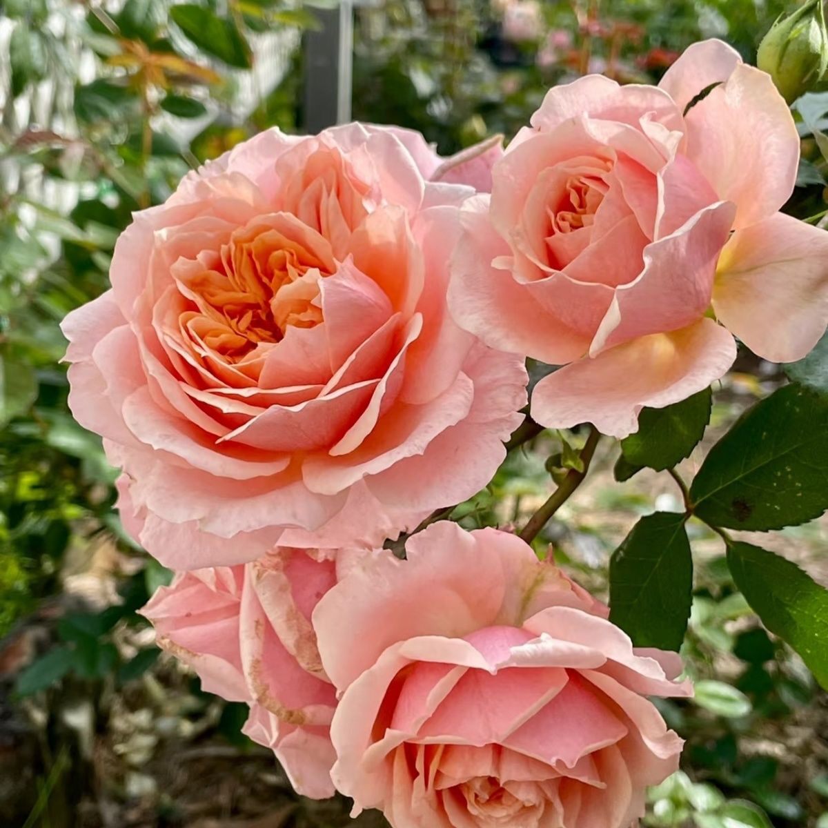 新品 保罗博古斯 月季花苗 大花灌木多头勤花月季 庭院阳台盆栽