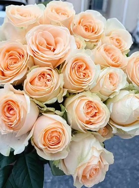 蜜桃雪山 月季花苗 玫瑰多季开花灌木切花香槟色庭院阳台盆栽